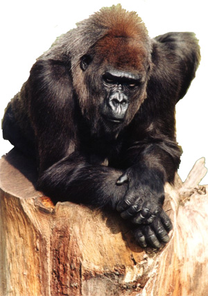 Gestió animal: Hi ha bons directius en el món animal?